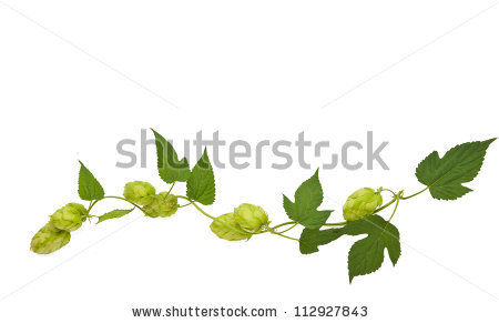 450x291 Hops Vine Clipart