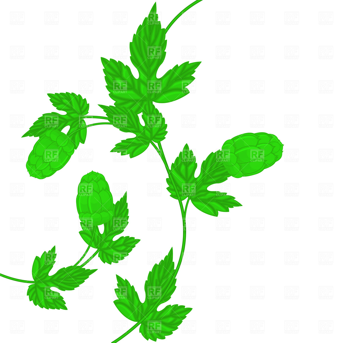 1200x1200 Beer Hops Vine Clipart