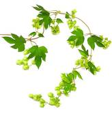 164x170 Beer Hops Vine Clipart