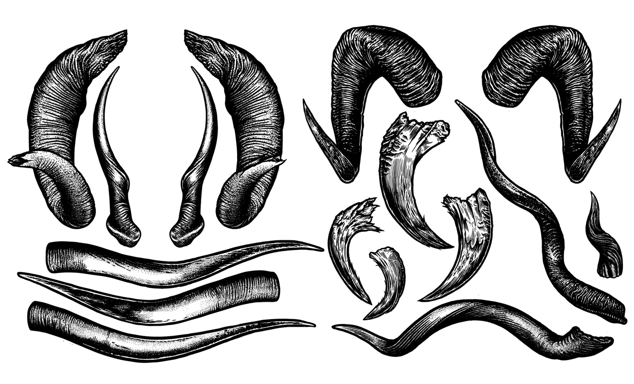1270x770 Animal Horns Vector Pack