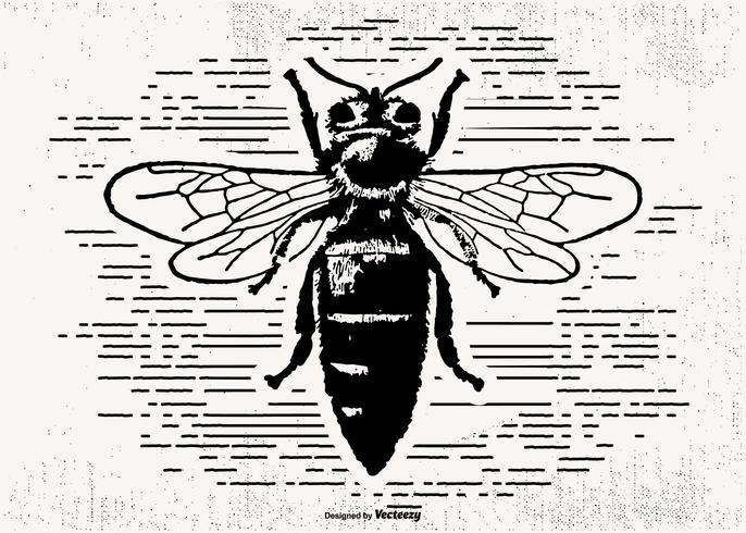 686x490 Hornet Free Vector Art