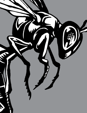 300x387 Hornet Vector Artwork Choose Top Clipart