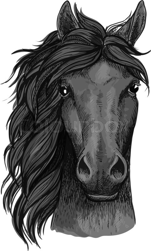 483x800 Horse Full Face Artistic Portrait. Mustang Stallion With Mane