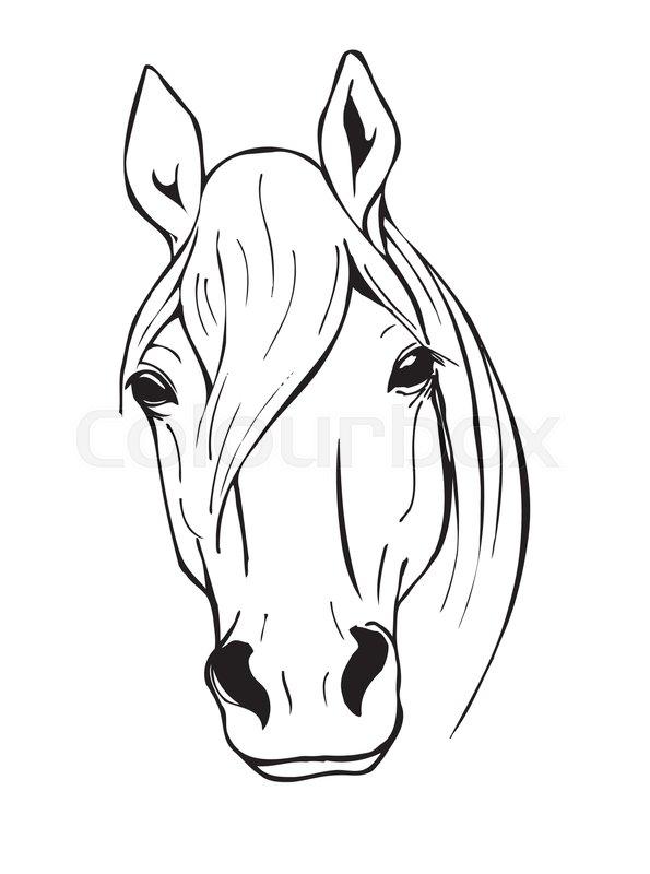 595x800 Horse Head, Farm Animal, Black And White Vector Illustration In