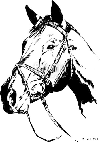353x500 Horse Head Vector Stock Image And Royalty Free Vector Files On