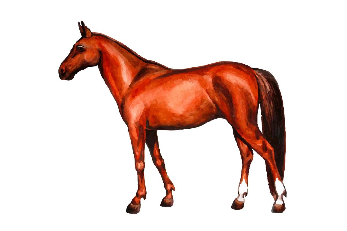 1158x772 Watercolor English Horse Vector