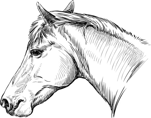 500x390 Draw Horses Vector Free Vector In Adobe Illustrator Ai ( .ai
