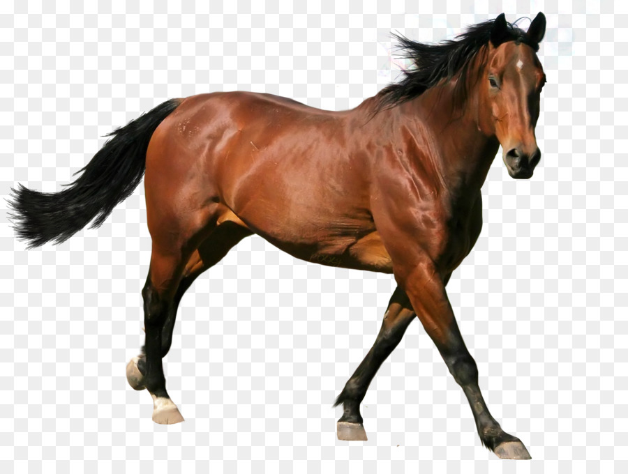 900x680 Horse Stallion