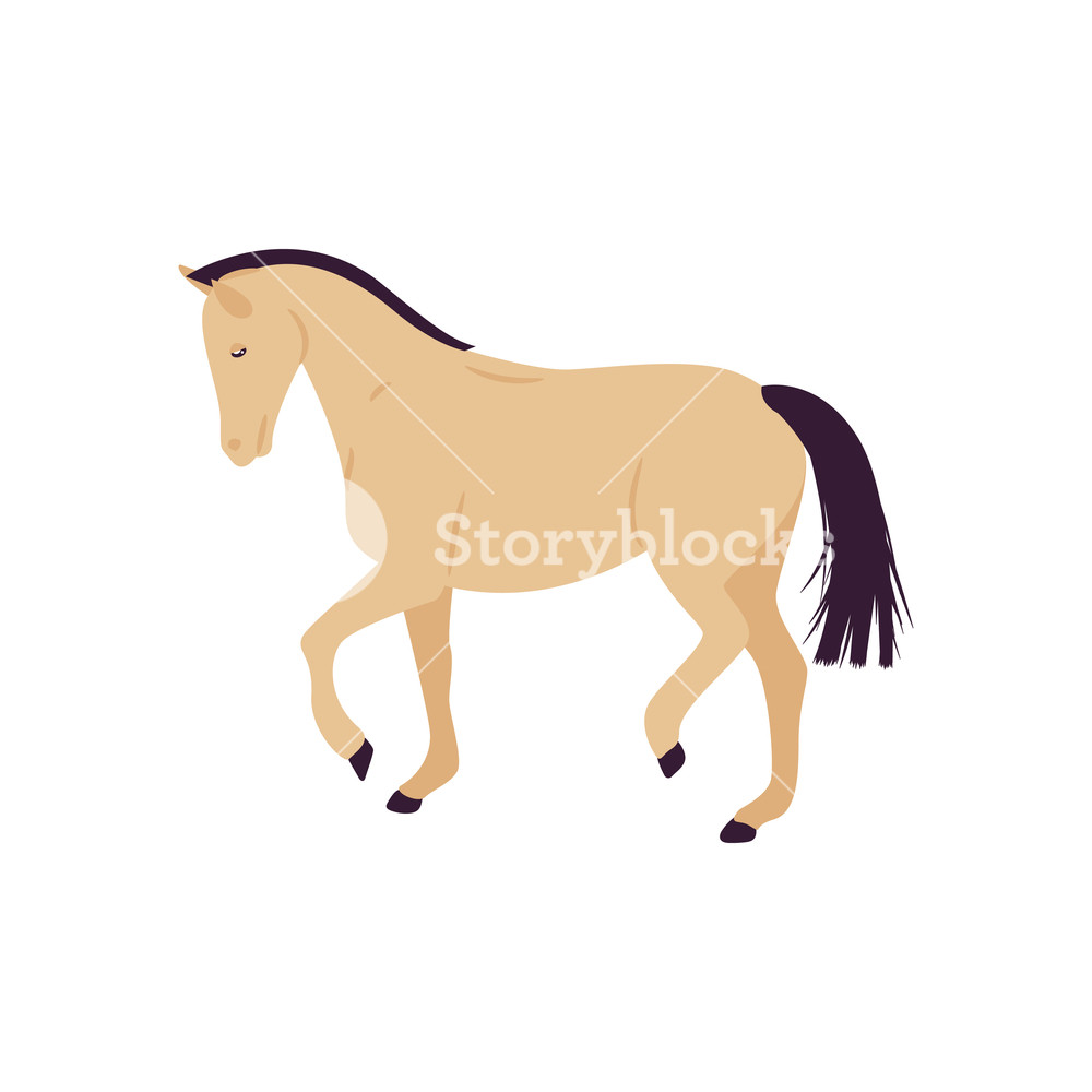 1000x1000 Cartoon Horse Vector Illustration. Flat Style Isolated Pony
