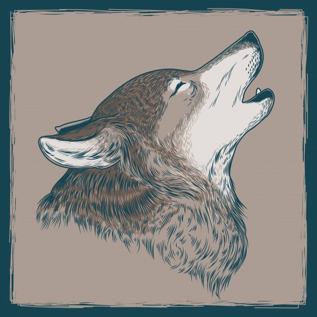 626x626 Vector Illustration Of A Howling Wolf Vector Free Download