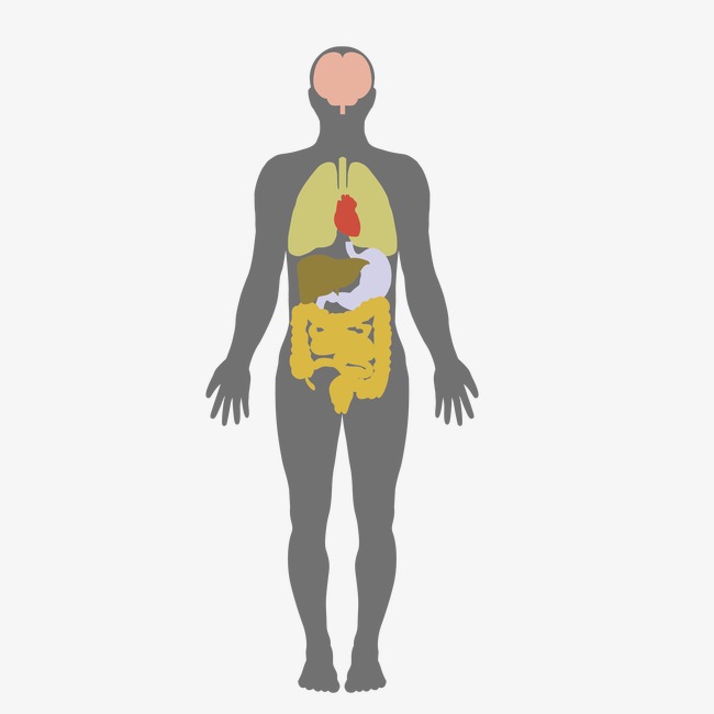 650x650 Human Body, Human Vector, Body Vector, Vector Png And Vector For