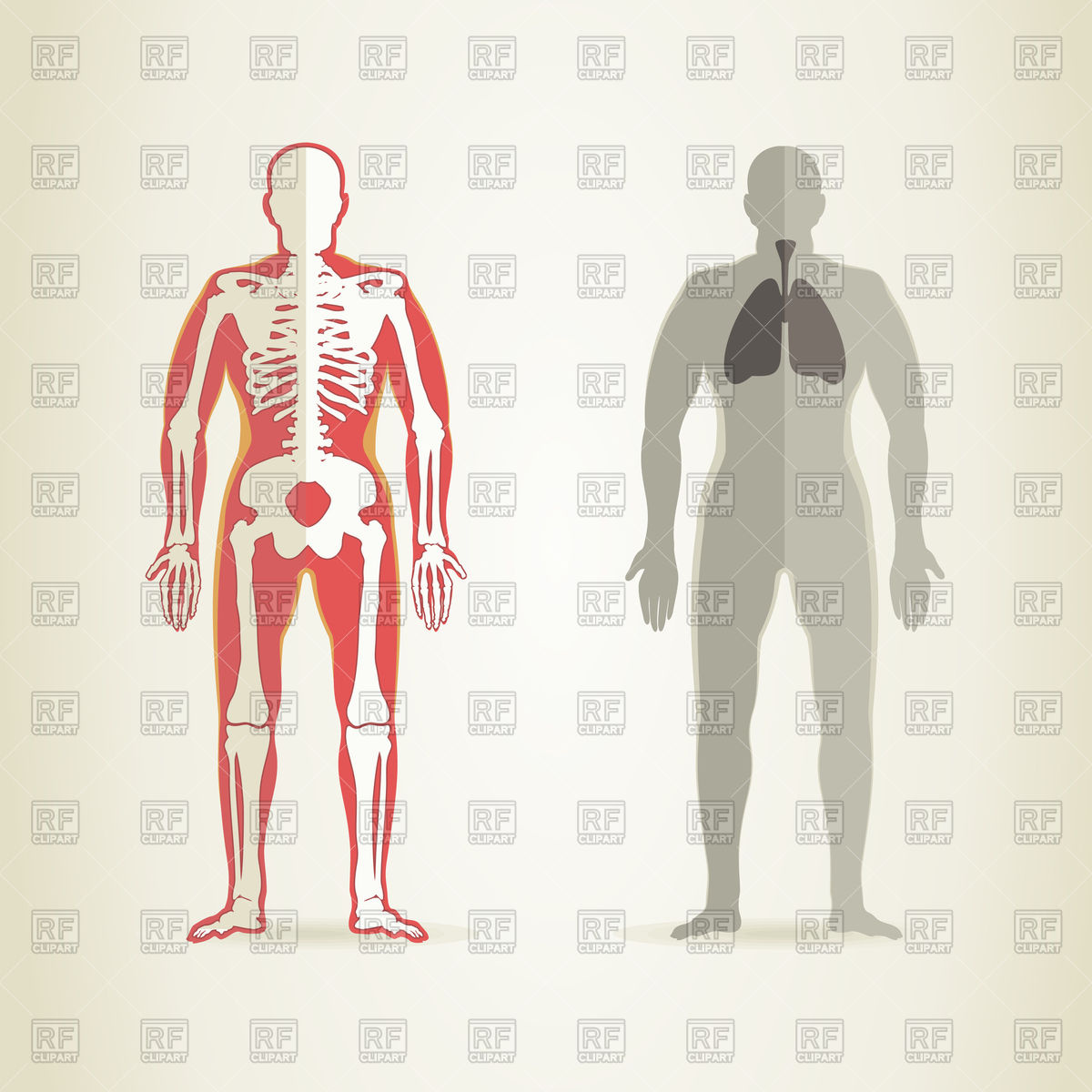 1200x1200 Human Anatomy And Skeleton Vector Image Vector Artwork Of