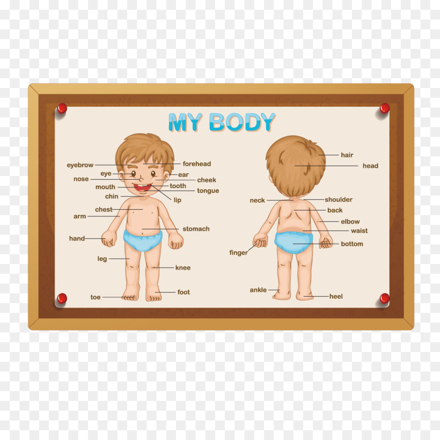 900x900 Human Body Royalty Free Anatomy Stock Photography