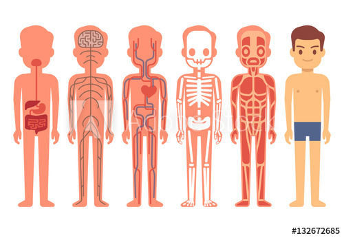500x346 Human Body Anatomy Vector Illustration. Male Skeleton, Muscular