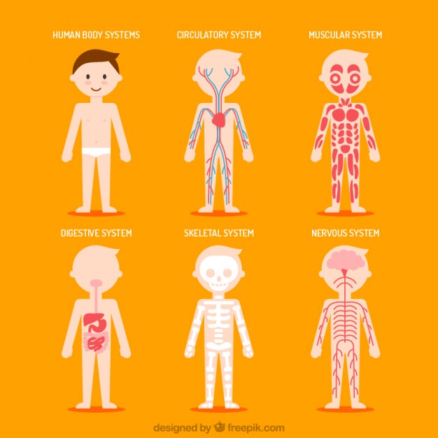 626x626 Body Vectors, Photos And Psd Files Free Download