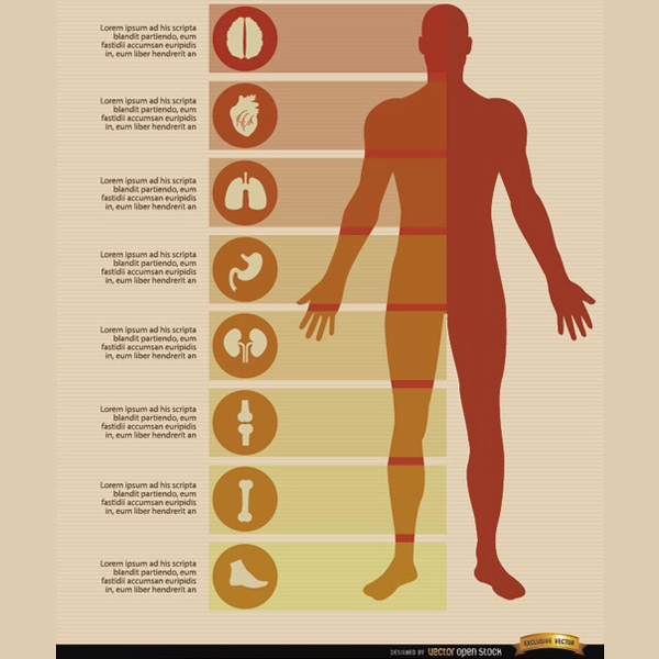 600x600 Free Male Body Infographics Vectors Free Vectors Ui Download