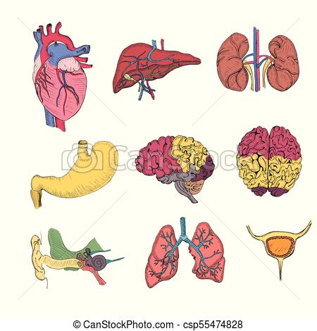 450x470 Hand Drawn Coloured Set With Human Organs Such As Heart, Liver