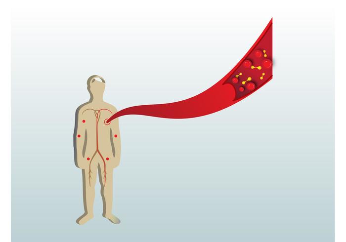 700x490 Human Anatomy