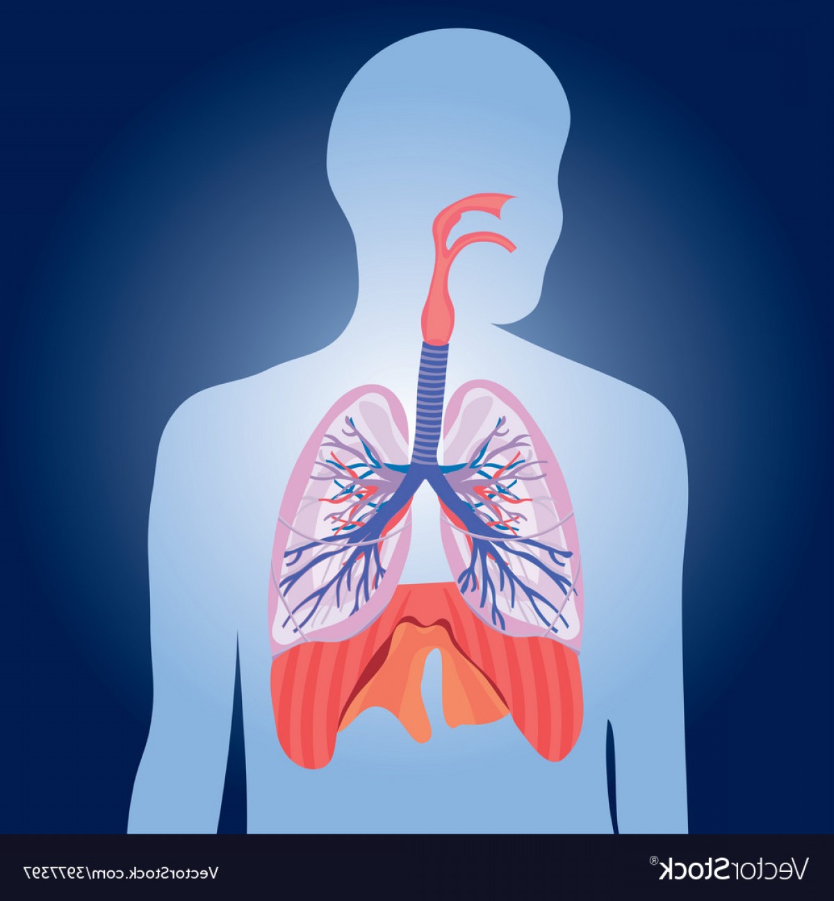 1200x1296 Human Body Vector Arms Sohadacouri