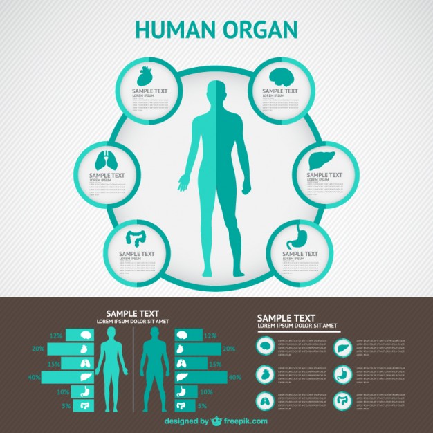 626x626 Human Body Vectors, Photos And Psd Files Free Download