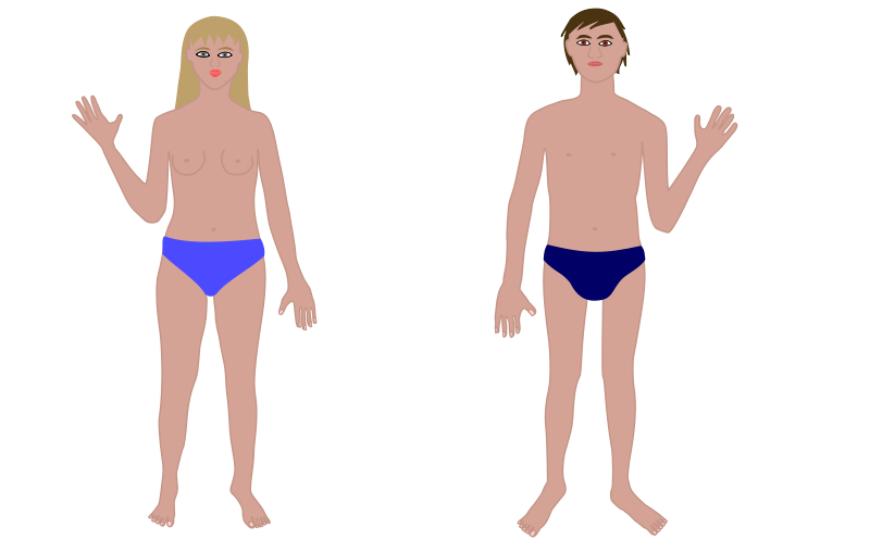 800x508 Human Body, Man And Woman Free Vector 4vector