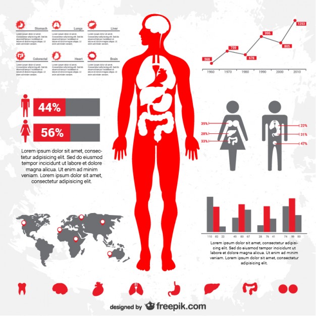 626x626 Human Body Infographic Vector Free Download