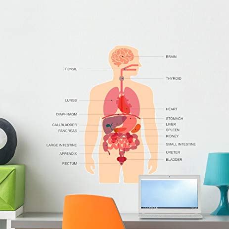 463x463 Human Body Anatomy Vector Wall Decal By Wallmonkeys