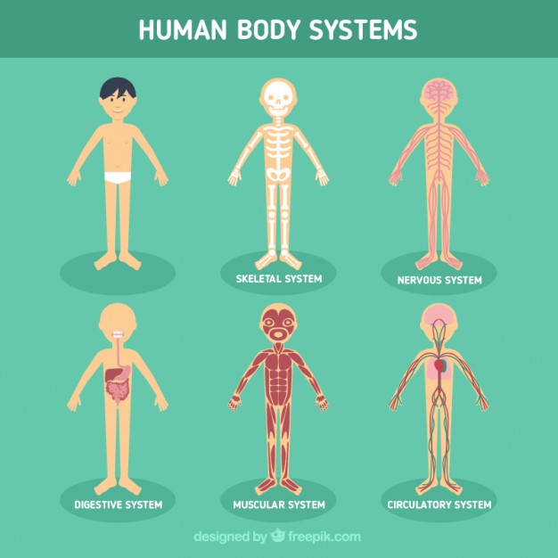 626x626 Human Body Systems Vector Free Download