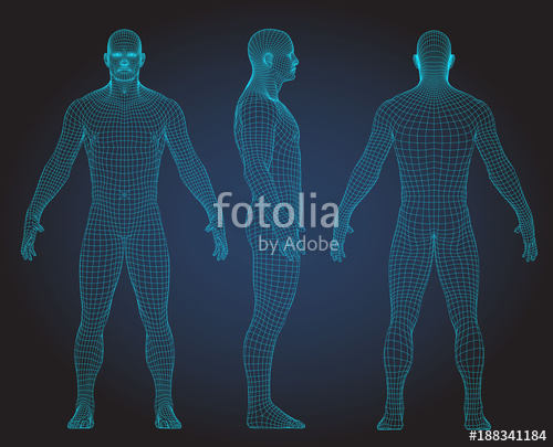 500x405 Set Of 3d Wire Frame Human Body Vector Illustration. Front, Back