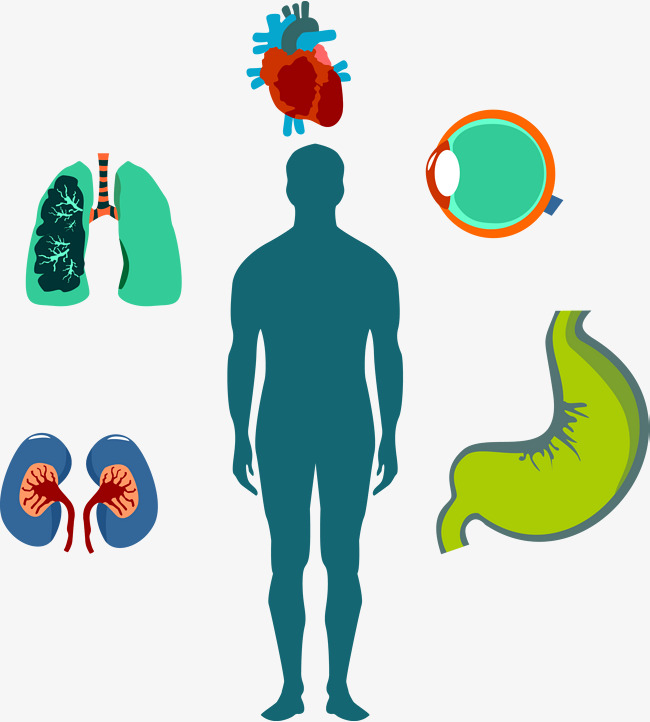 650x722 Vector Hand Painted Human Body, Vector, Hand Painted, Human Body