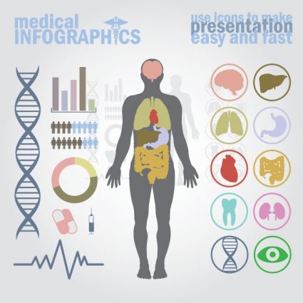 425x425 Vector Medical Infographics Human Body With Internal Organs
