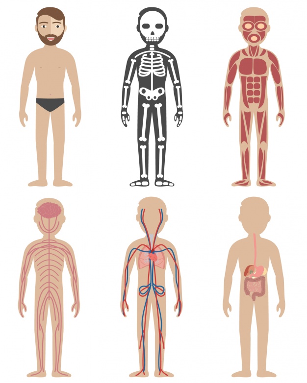 626x782 Anatomy Of Body Vector Vectors Photos And Psd Files Free Download