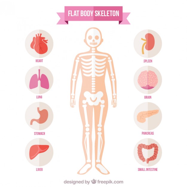 626x626 Drawn Skeleton Body Vector Free Collection Download And Share