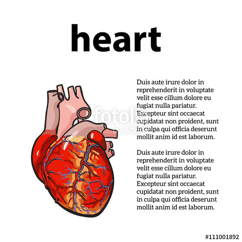 500x500 Anatomical Human Heart, Vector Sketch Hand Drawn Illustration