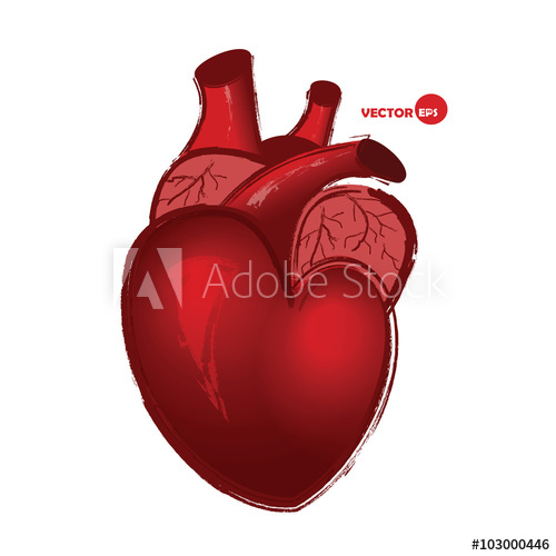 500x500 Anatomical Human Heart On White Background, Drawing In Cartoon