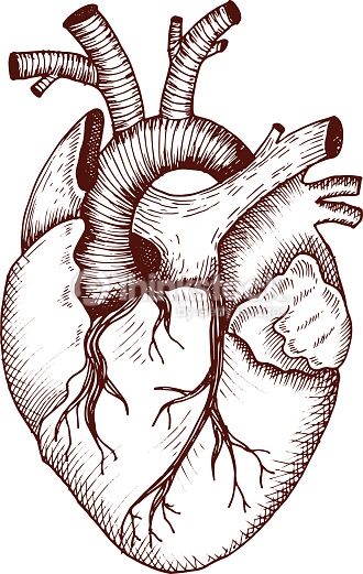 330x521 Arte Vectorial Anatomical Heart