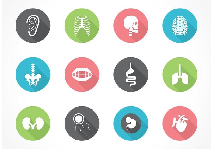 700x490 Vector Human Anatomy Icon Set