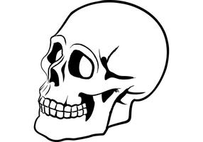 286x200 Human Skull Free Vector Art