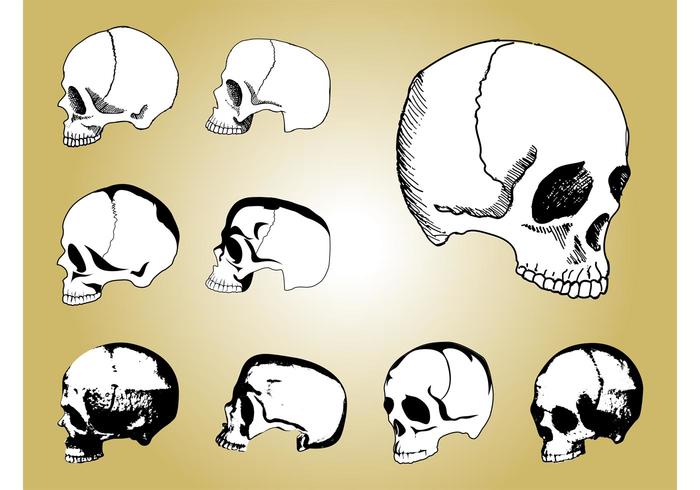 700x490 Human Skulls