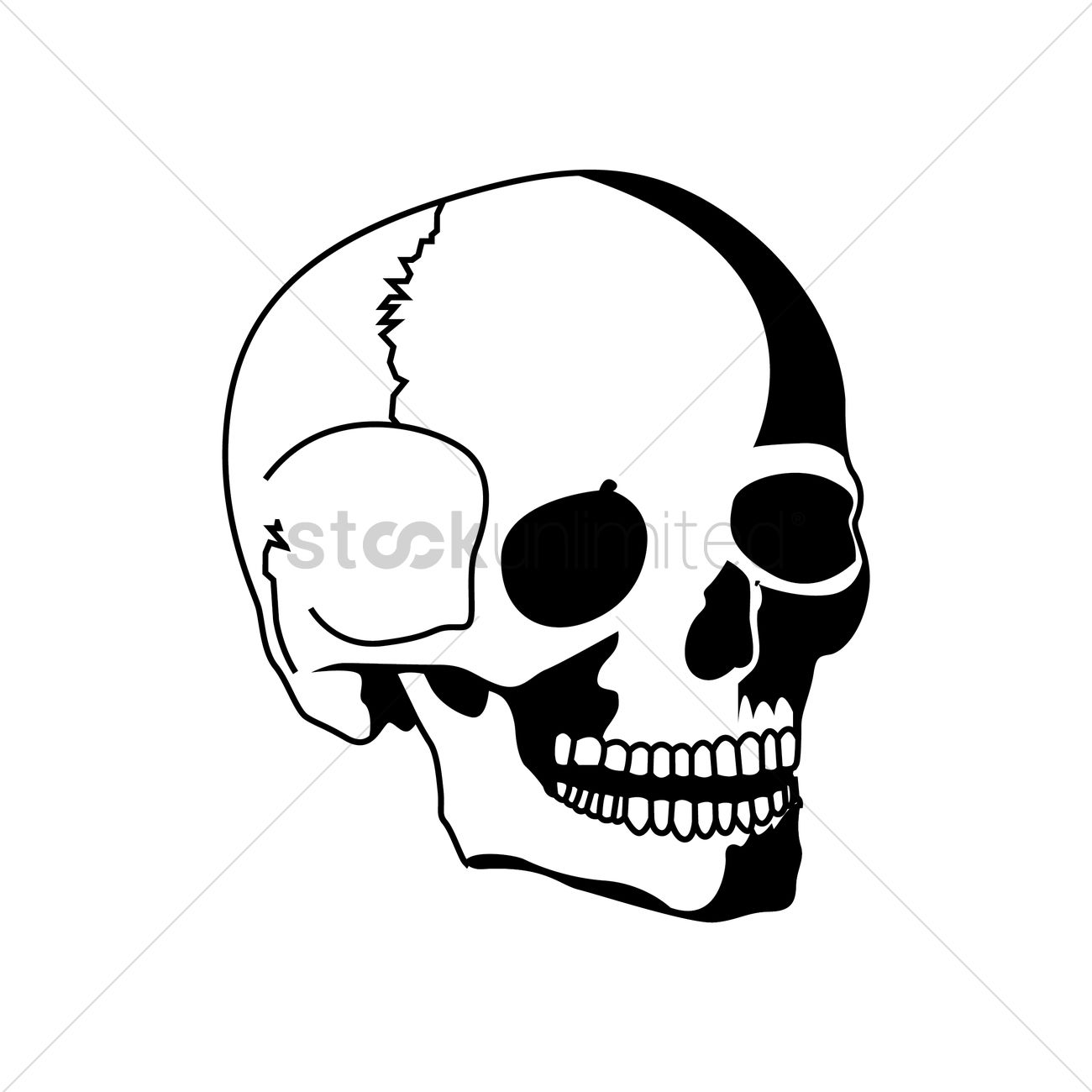 1300x1300 Human Skull Vector Image