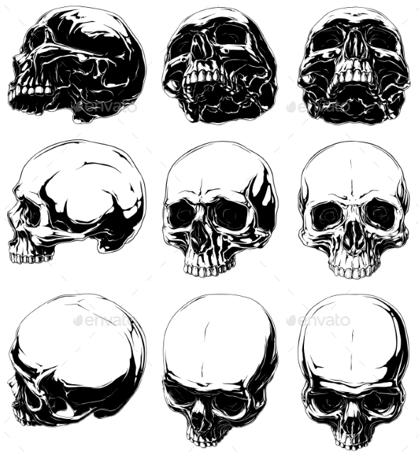 590x641 Realistic Horror Detalied Graphic Human Skulls Set By Gb Art