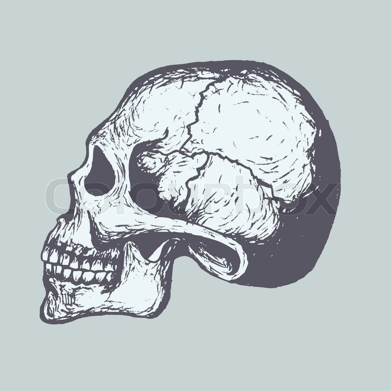 800x800 Sketch Of Human Skull. Vector. Computer Graphics. Stock Vector
