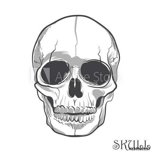500x500 Black And White Human Skull. Vector Illustration