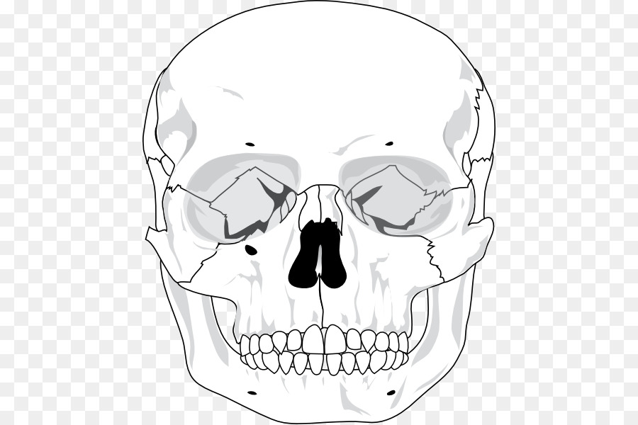 900x600 Clip Art Skull Vector Graphics Human Skeleton
