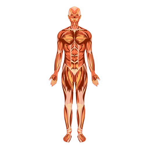 512x512 Muscular System Anatomy Human Body