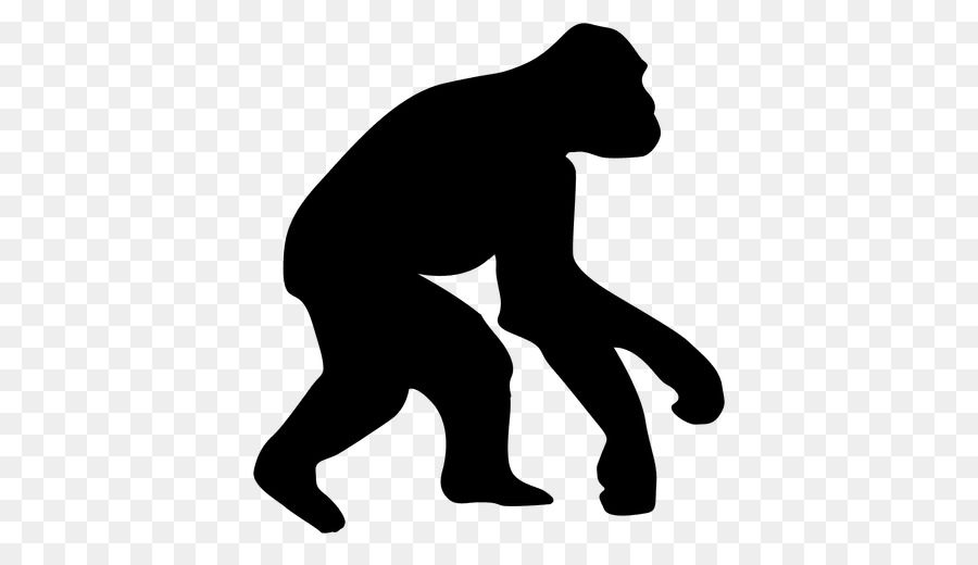 900x520 Ape Homo Sapiens Human Evolution Chimpanzee