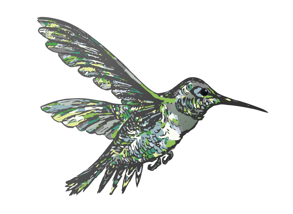 1000x731 Hummingbird