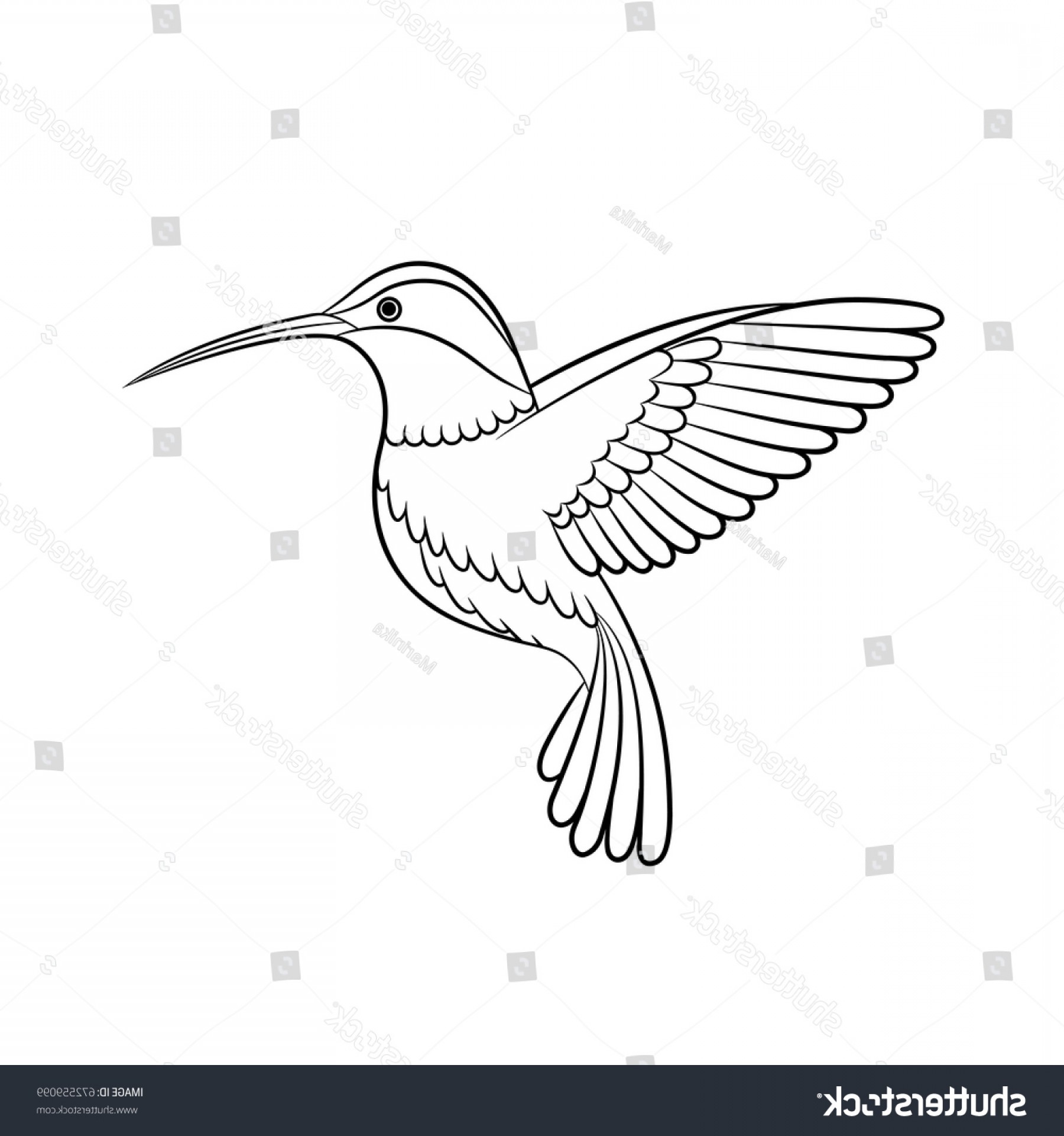 Hummingbird Vector at GetDrawings | Free download