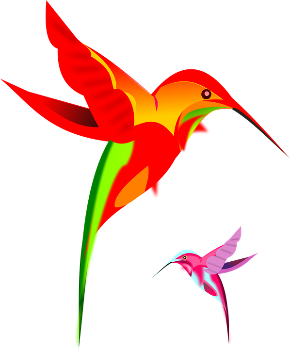 598x720 Hummingbird Vector