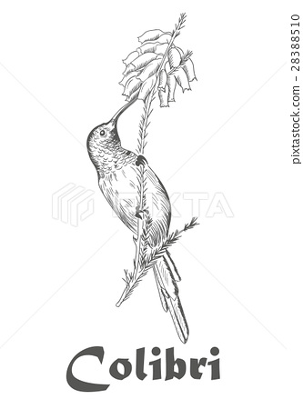 333x450 Hummingbird Vector Illustration.